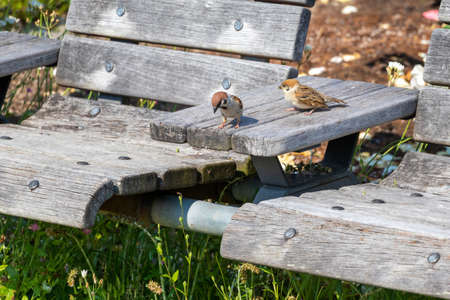 Wooden bench with two sparrowsの写真素材