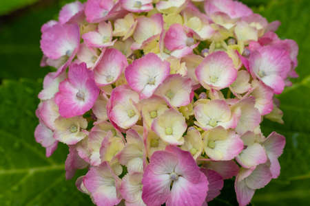 Close up on a hydrangea flower from directly above