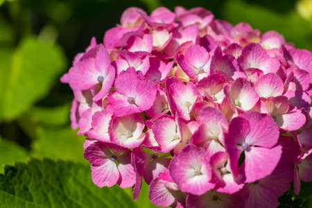 Close up on a bright pink hydrangea flower