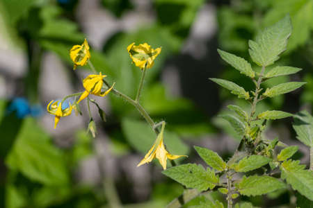 Small yellow flowers of tomatoの写真素材