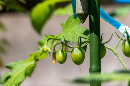 Unripe green fruits of cherry tomatoesの写真素材