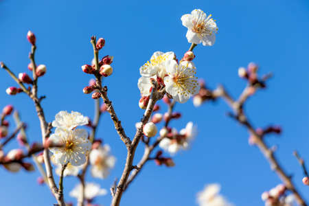 White ume blossoms and blue sky