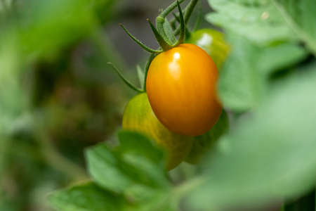 Orange cherry tomatoes and green leavesの写真素材
