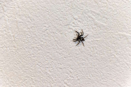 A black spider crawling on the white wall