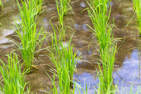Rice seedlings planted in paddy fieldの写真素材