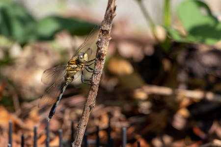 A brown dragonfly holding on to a tree branchの写真素材