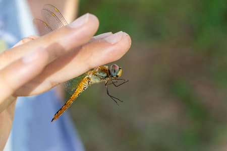 Red dragonfly pinched with fingersの写真素材