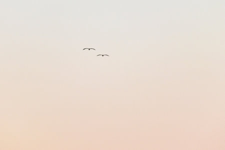 Two seagulls flying in the evening skyの写真素材