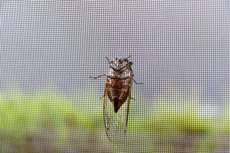 A cicada climbing a screen door while showing its abdomenの写真素材