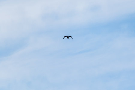 A black cormorant flying in the sky