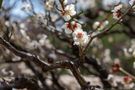 White flowers of Japanese apricot in full bloom on a spring day