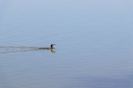 A great cormorant swimming smoothly on the surface of the waterの写真素材