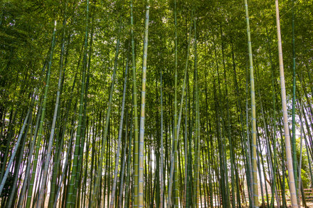 Green bamboo grove in Japanの写真素材