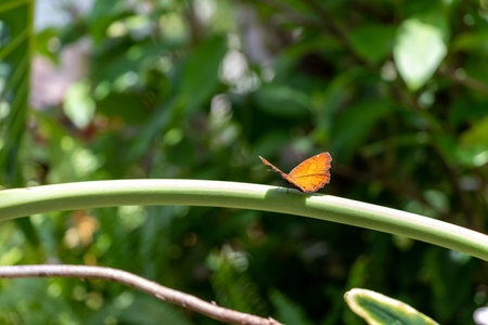 A small orange color butterfly on the stem of a plantの写真素材