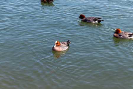 Many wigeons floating in the waterの写真素材