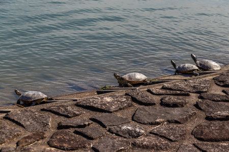 Many aquatic turtles drying their shells at the watersideの写真素材