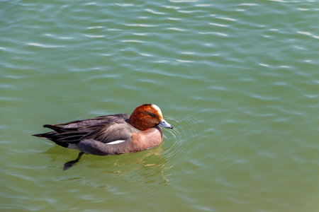 Eurasian wigeon swimming smoothly on the waterの写真素材