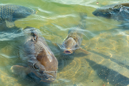 A group of carp gathering on the shore with their mouths open and closedの写真素材