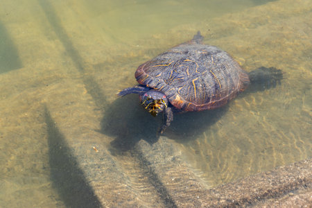 An aquatic turtle swimming with its head out of the waterの写真素材