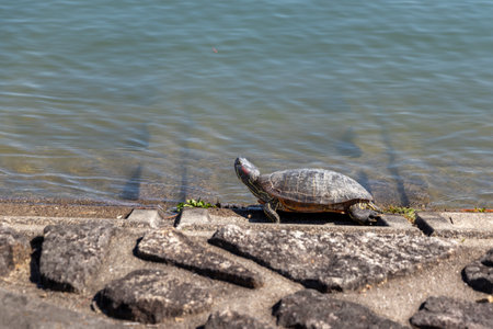Aquatic turtle drying its shell at the watersideの写真素材