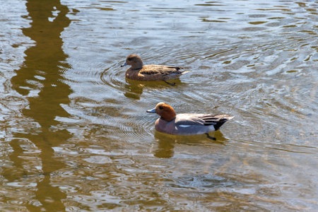 Two wigeons swimming on the surface of the waterの写真素材