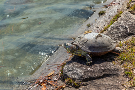 Aquatic turtle drying its shell at the waterside