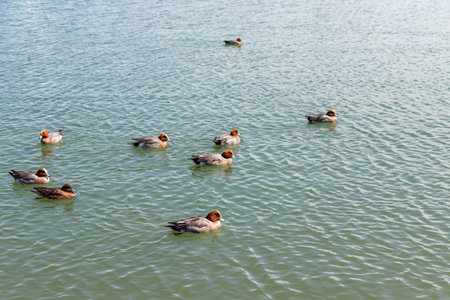 Many wigeons floating in the waterの写真素材