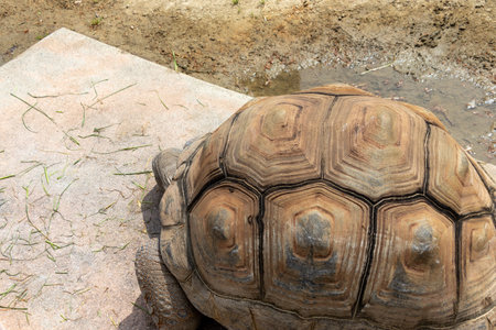 Giant tortoise with a large shellの写真素材