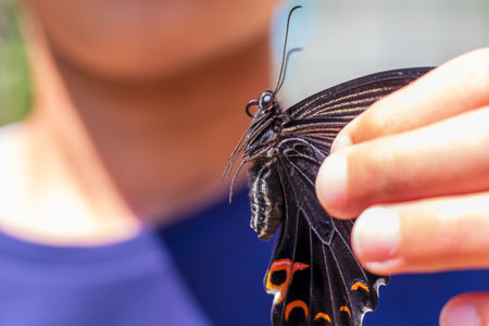 Black butterfly caught by handの写真素材