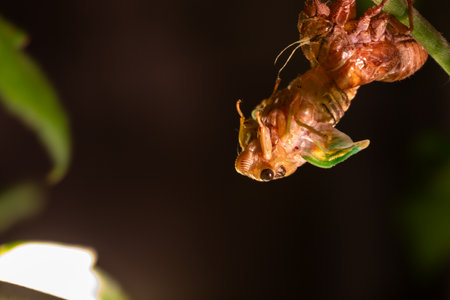 Cicada molting on a plant in the garden at night