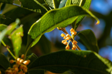 Orange blossoms of Osmanthus fragrans in the sunlightの写真素材