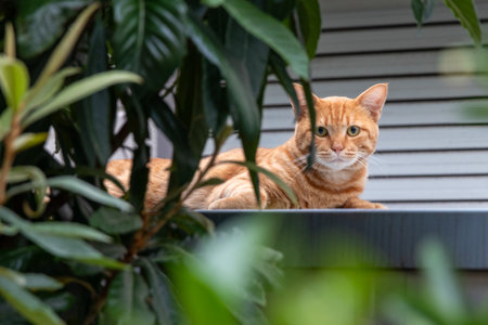 A cute brown tabby stray cat lying on the roof of a storage shedの写真素材