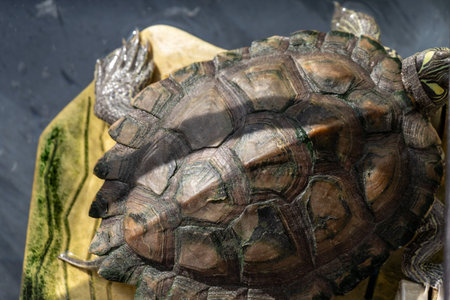 View directly above the shell of a turtle sunbathing