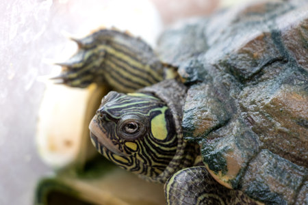 Close up on turtle's head