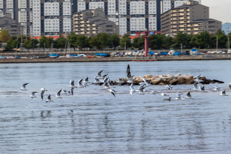 Seagulls flying over the water surface