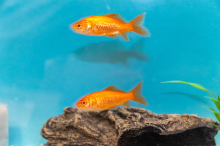Two goldfish swimming in the aquariumの写真素材