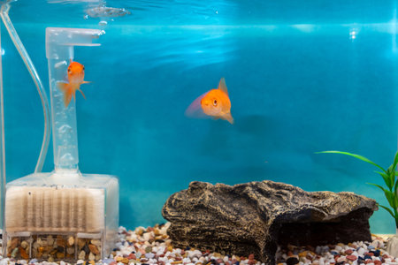 Goldfish swimming in the aquariumの写真素材