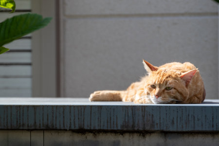 A cute brown tabby stray cat basking in the sunの写真素材