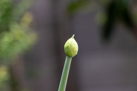 A bud at the tip of a green onion leaf