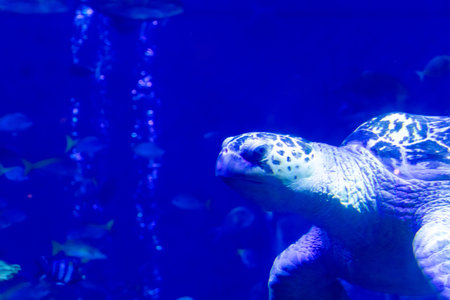 Sea turtle swimming in the water