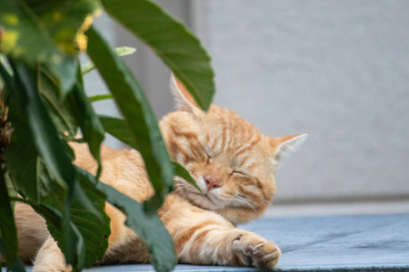 Stray cat taking a napの写真素材