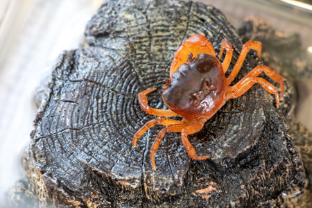 A small Japanese freshwater crabの写真素材