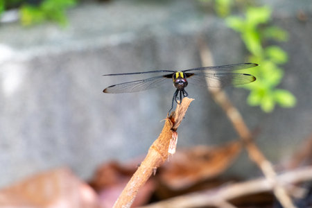 Brown dragonfly on the tip of the tree branchの写真素材
