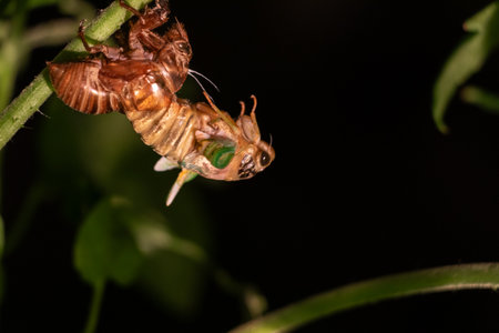 Cicada in the process of coming out of its shell