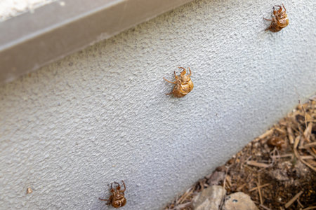 Cicada shells left on the white outer wallの写真素材