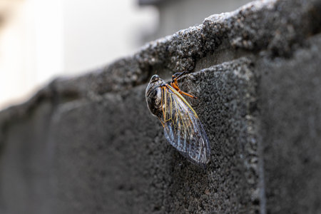 A cicada clinging to a concrete block wallの写真素材