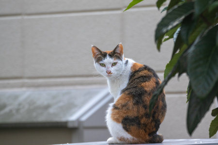 A calico stray cat looking backの写真素材