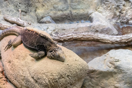 iguana resting on a rock