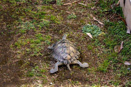Turtle crawling on the ground