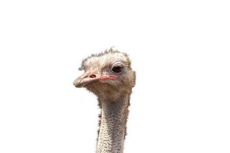 Ostrich head on white backgroundの写真素材